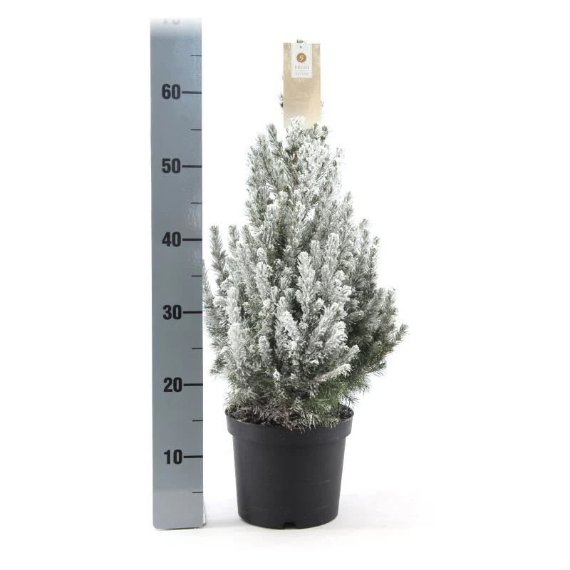 Picea glauca December C3 + snow