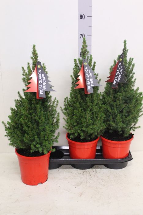 Picea glauca Perfecta  3 Ltr pot