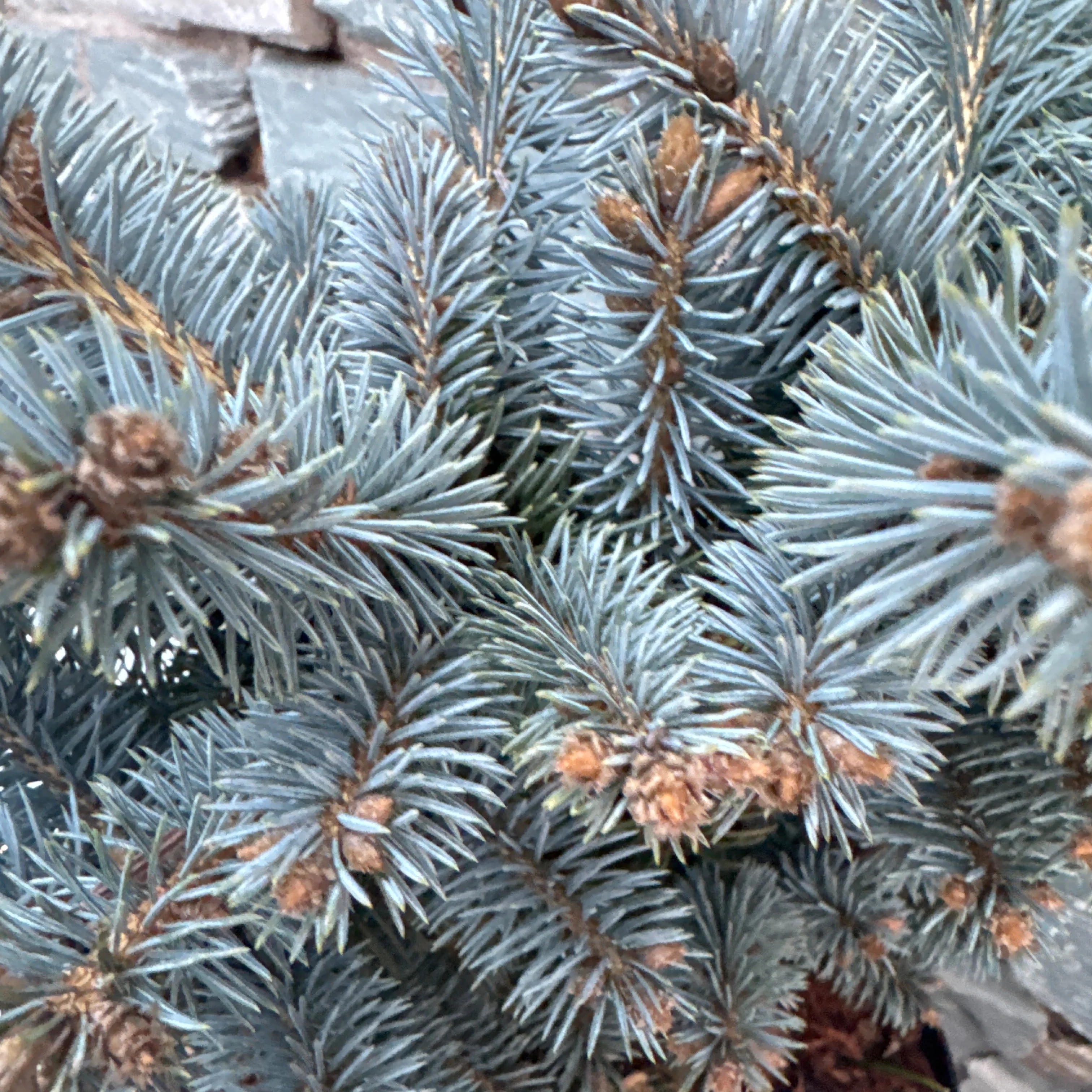 Picea pungens Glauca Globosa 20-25 CM C5 - Image 2