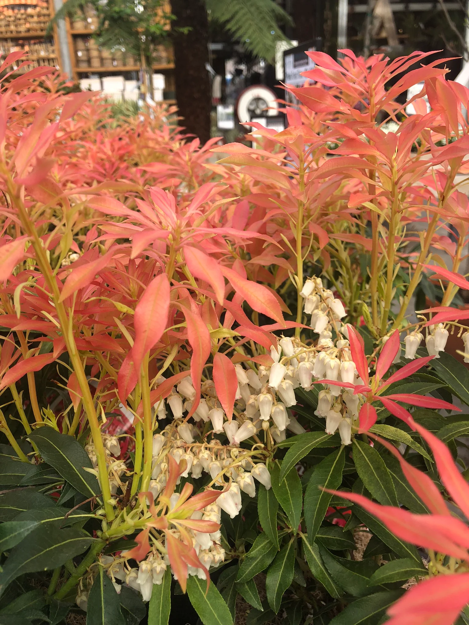 Pieris Forest Flame - Image 2