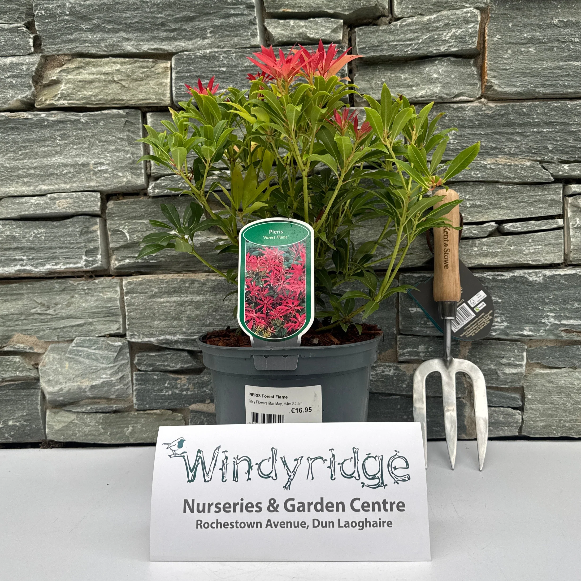 PIERIS Forest Flame 3ltr Pot