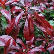 Pieris jap. Katsura 2 Ltr pot