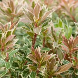 Pieris jap. Little Frosty