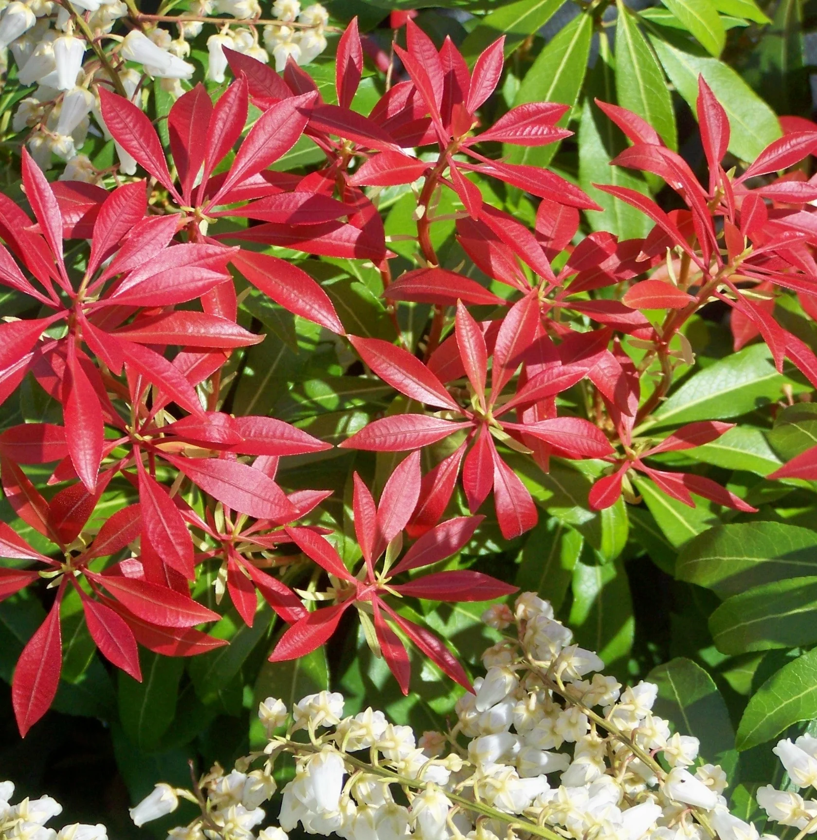 Pieris jap. Mountain Fire - Image 2