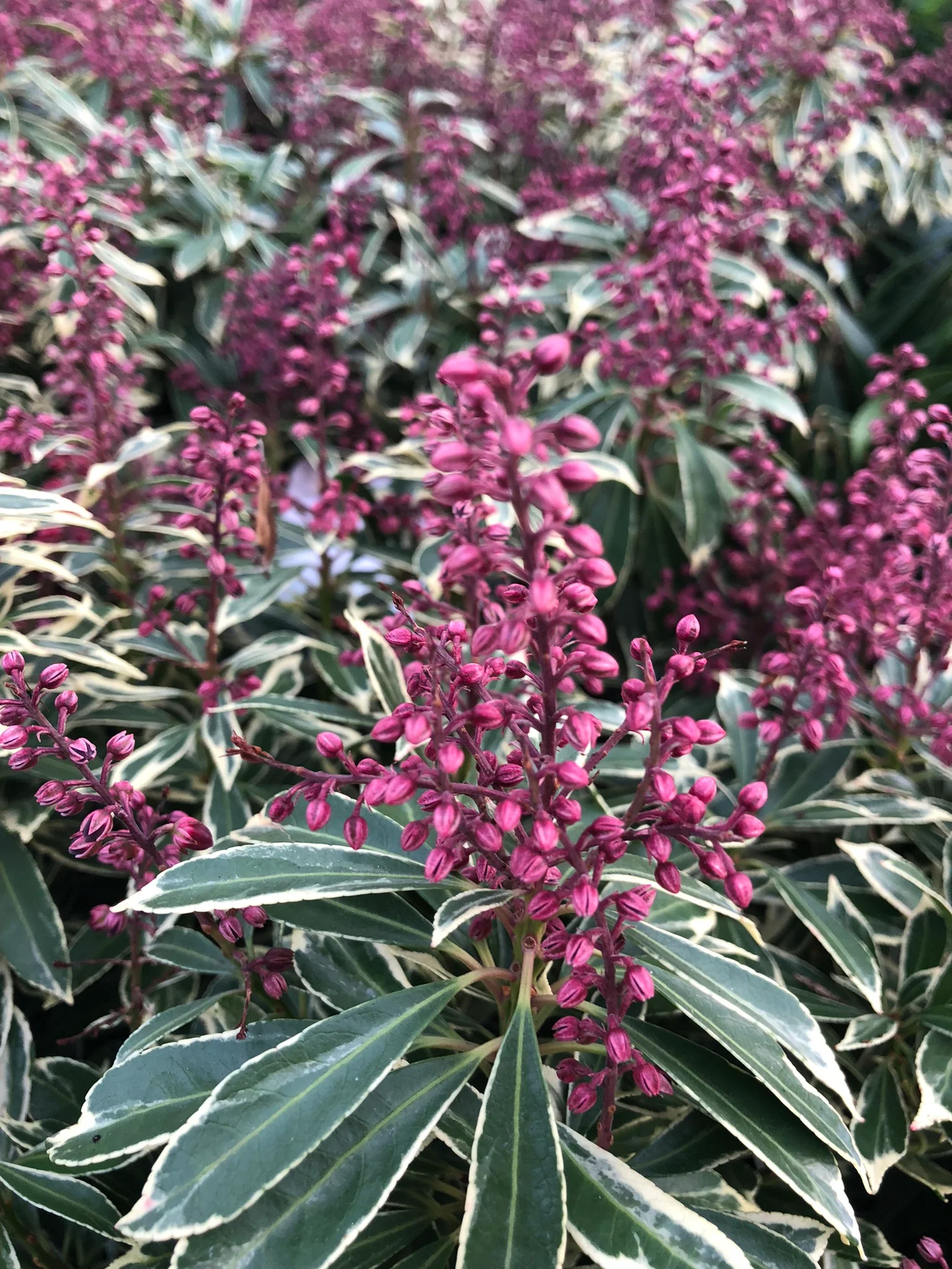Pieris jap. Polar Passion 2 Ltr pot
