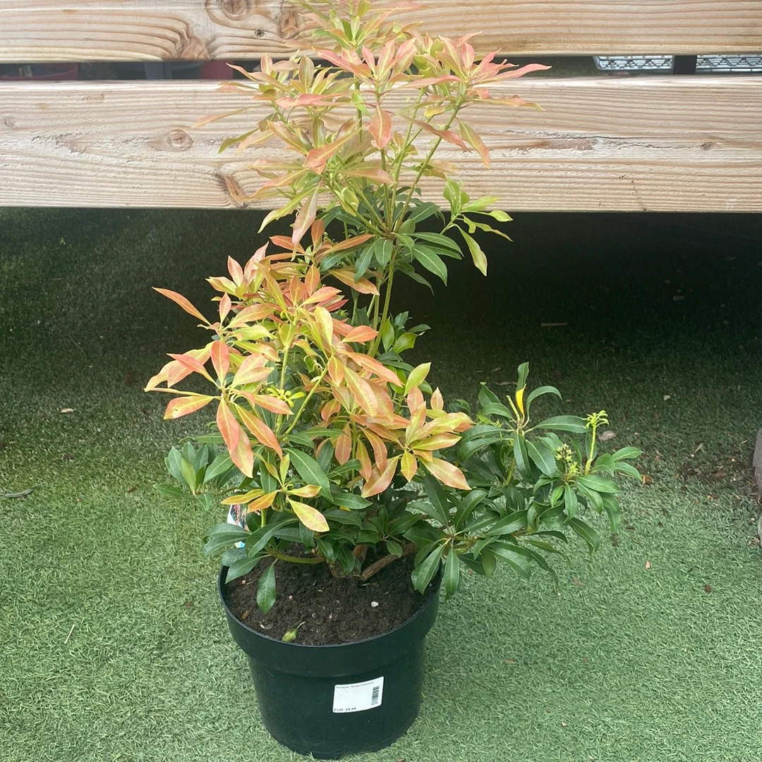 Pieris jap. Valley Valentine - Image 2