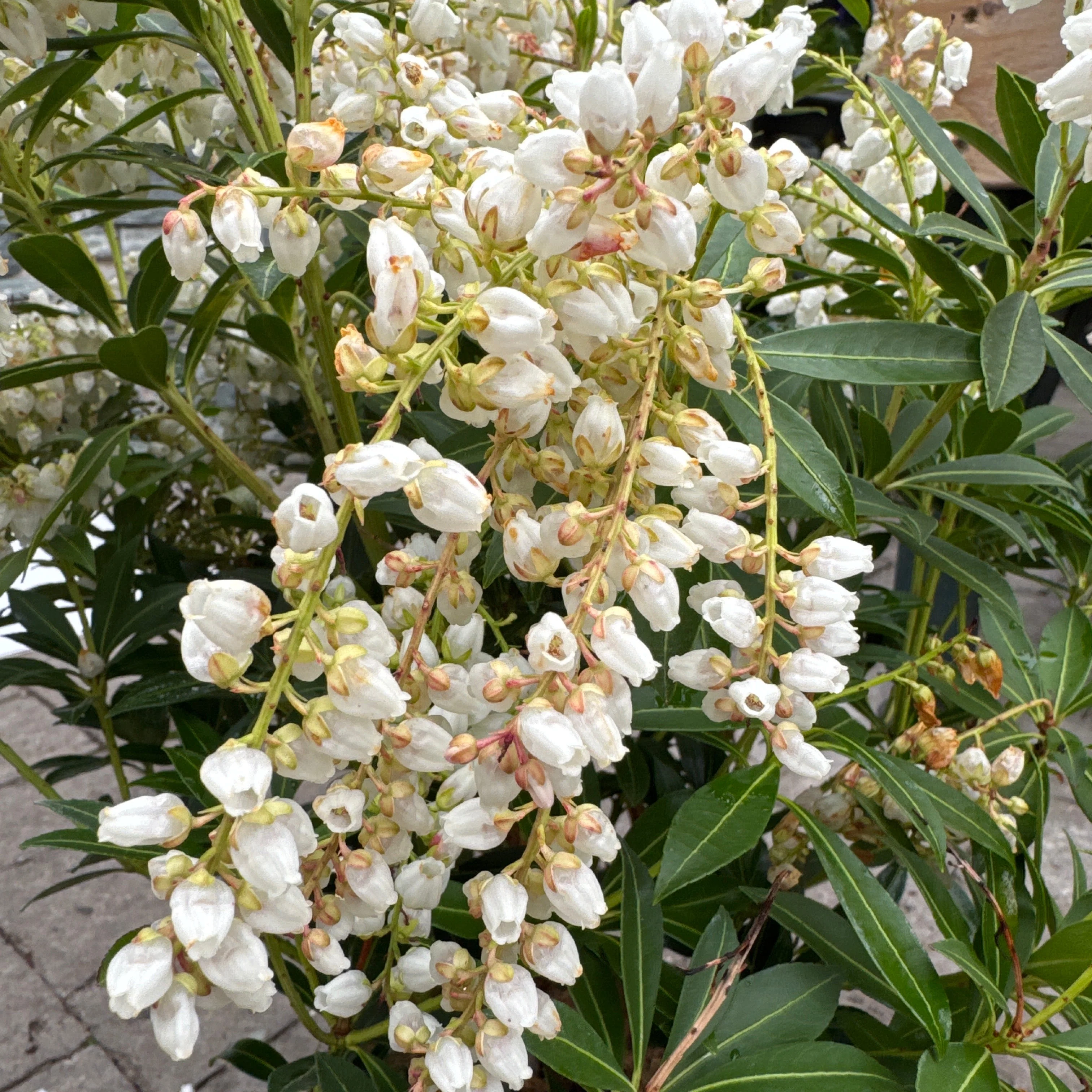 PIERIS JAPONICA DEBUTANTE (BE) - Image 2