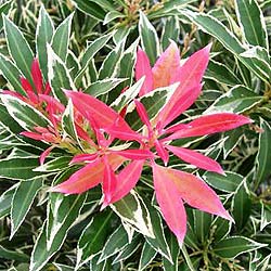 PIERIS J. FLAMING SILVER