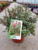 PIERIS JAPONICA LITTLE HEATH 1 - Image 2