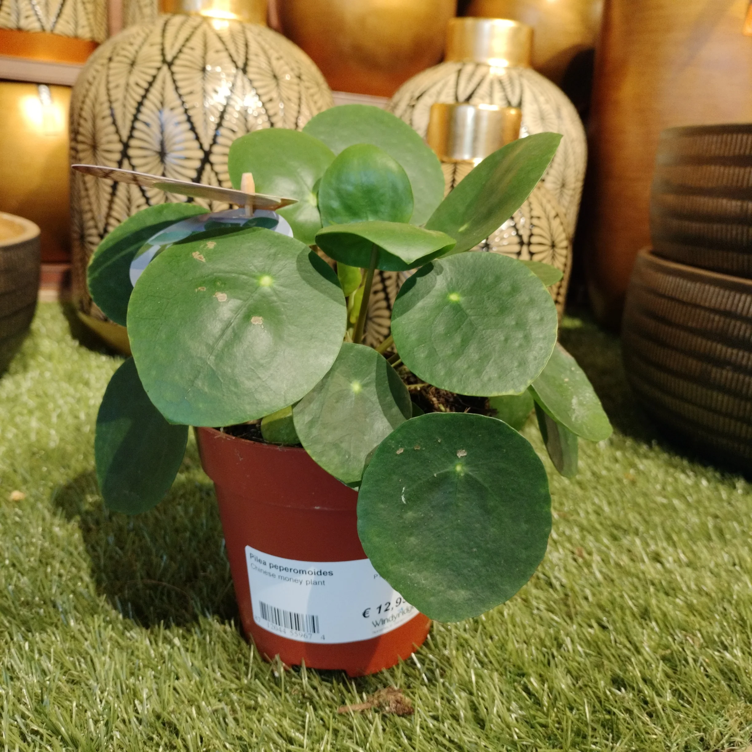 Pilea peperomoides  P12 - Image 2