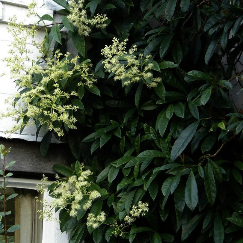 Pileostegia viburnoides - Image 2