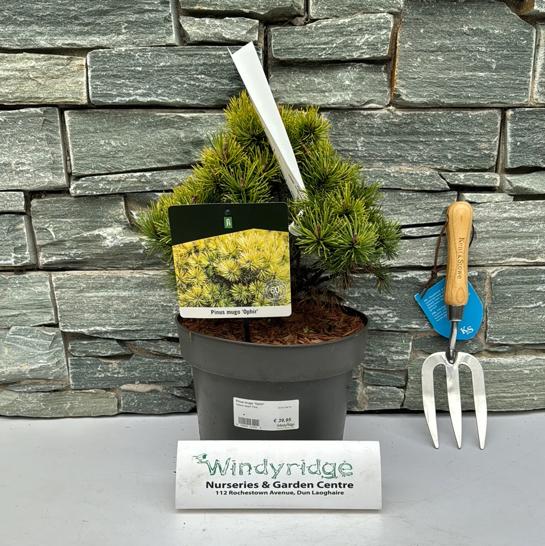 Pinus mugo Ophir  20-25 CM C5 - Image 2