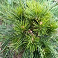 Pinus mugo Varella (20-25 CM C3 Pot)