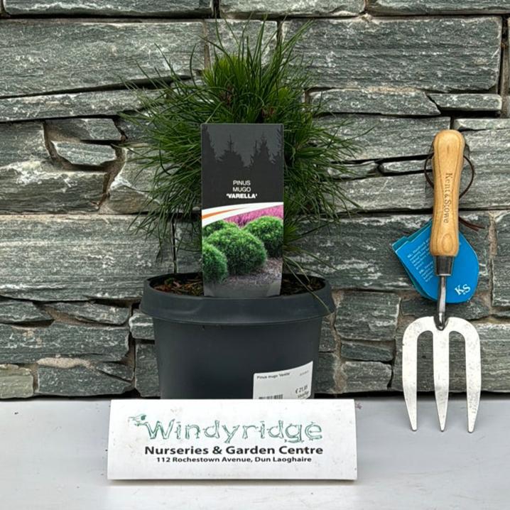 Pinus mugo Varella (20-25 CM C3 Pot) - Image 2