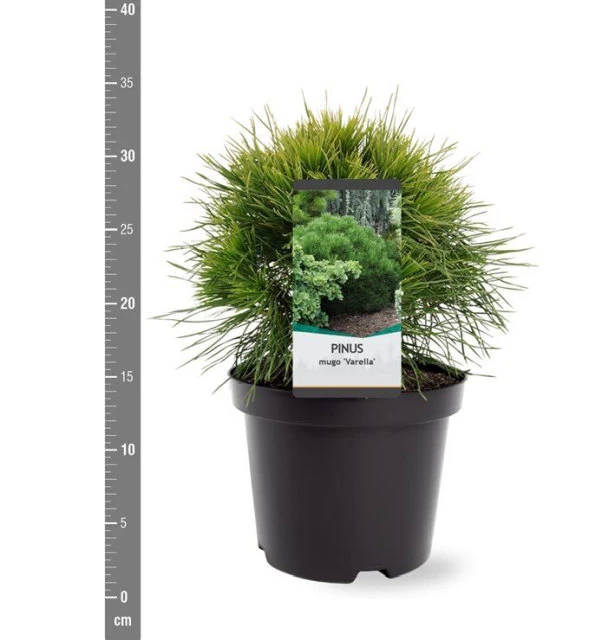 Pinus mugo Varella (20-25 CM C3 Pot) - Image 4