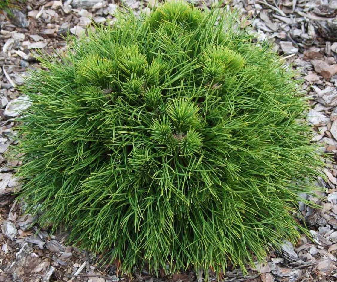 Pinus mugo Varella  25-30 CM