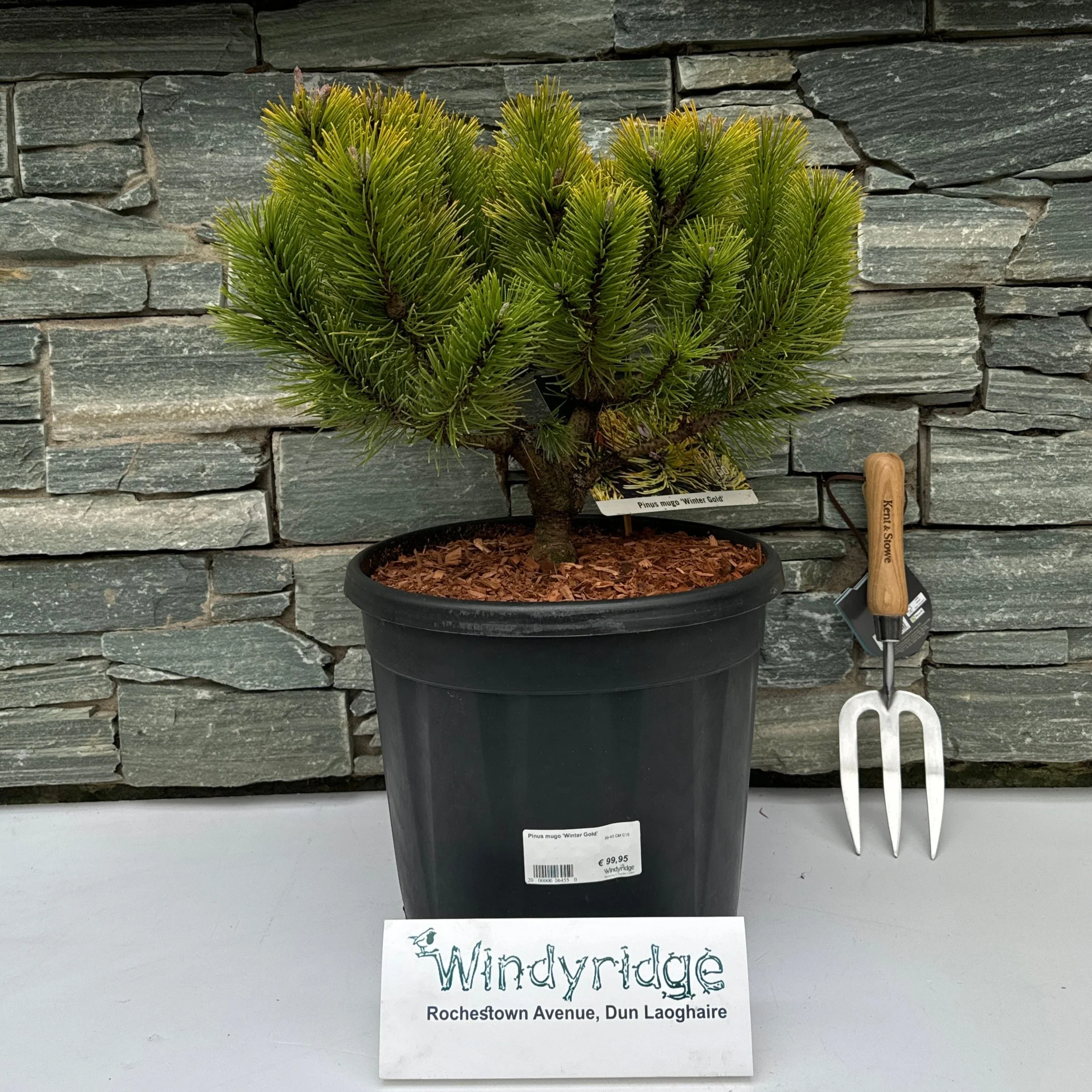 Pinus mugo Winter Gold 30-40 CM C15
