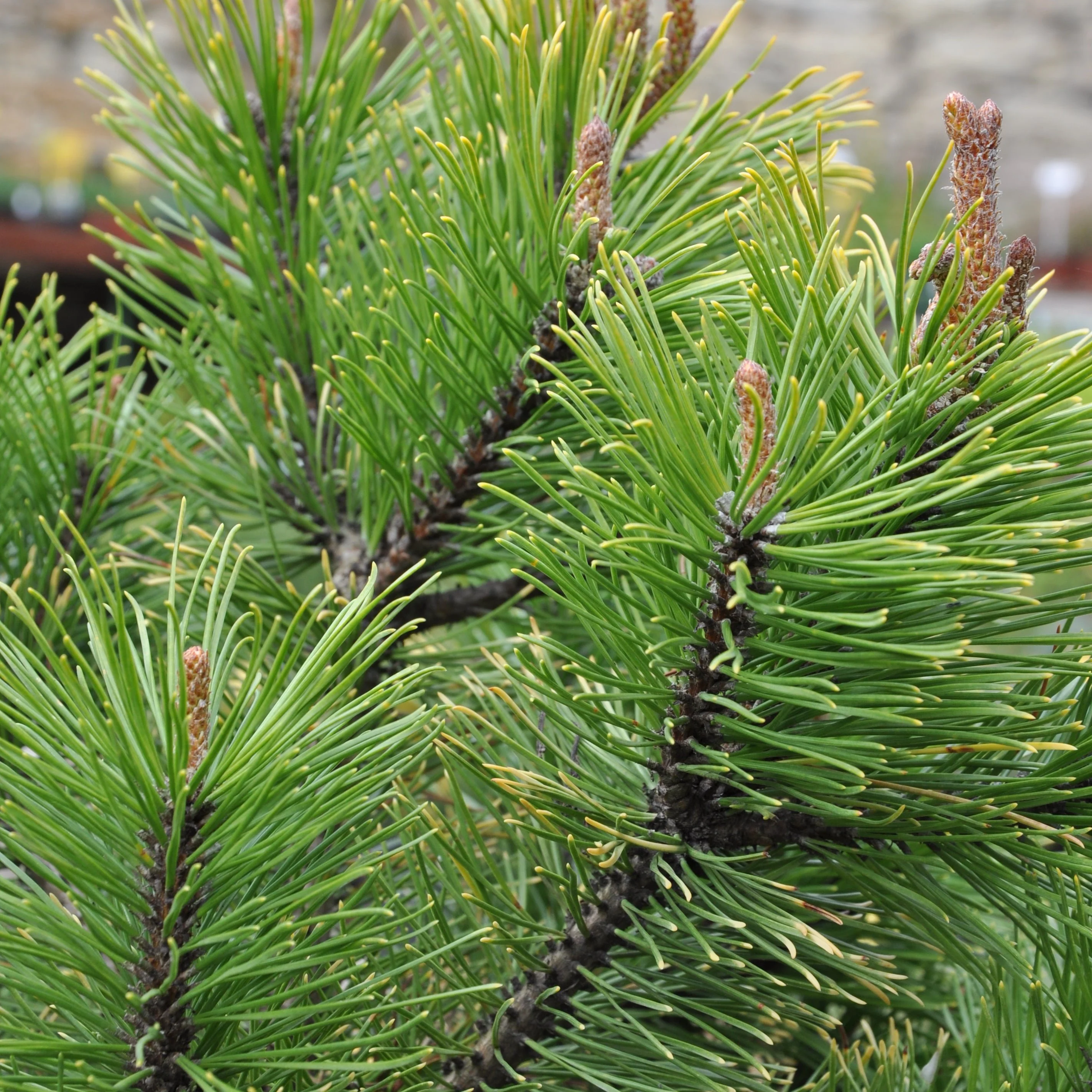 Pinus mugo Winter Gold 30-40 CM C15 - Image 2