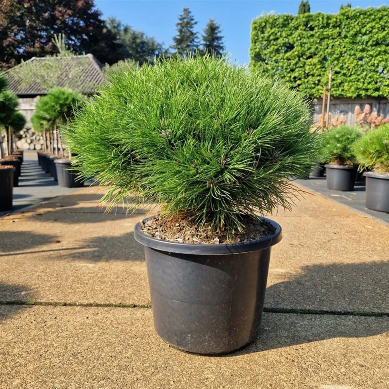 Pinus nigra Marie Bregeon / 30-40 CM C12 - Image 2