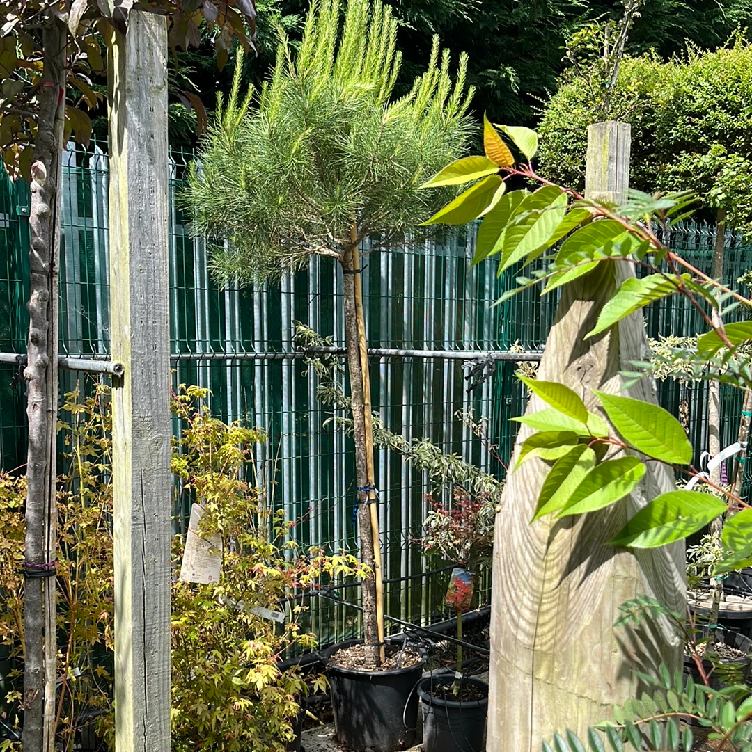 PINUS PINEA CLT 35 H 200 - 250 CM CIRC. TR. 10 - 12 CM STD