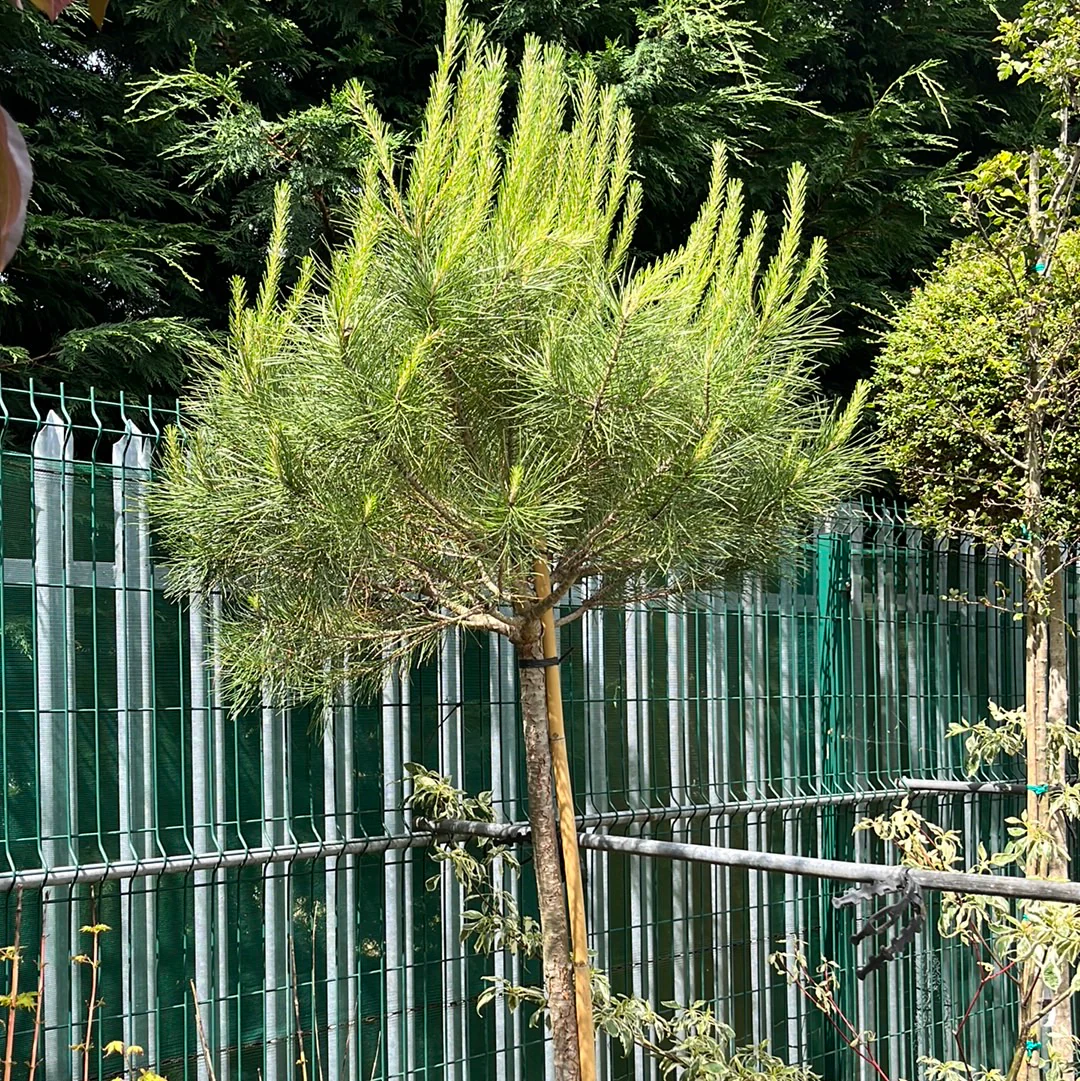 PINUS PINEA CLT 35 H 200 - 250 CM CIRC. TR. 10 - 12 CM STD - Image 2