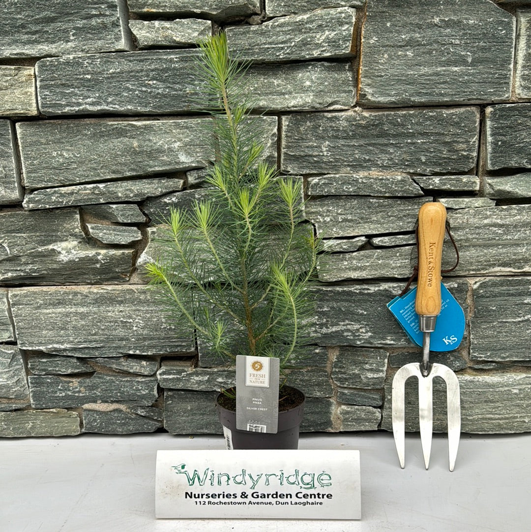 Pinus pinea Silver Crest - Image 2
