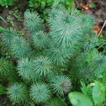 Pinus pinea Silvercrest 2 Ltr pot