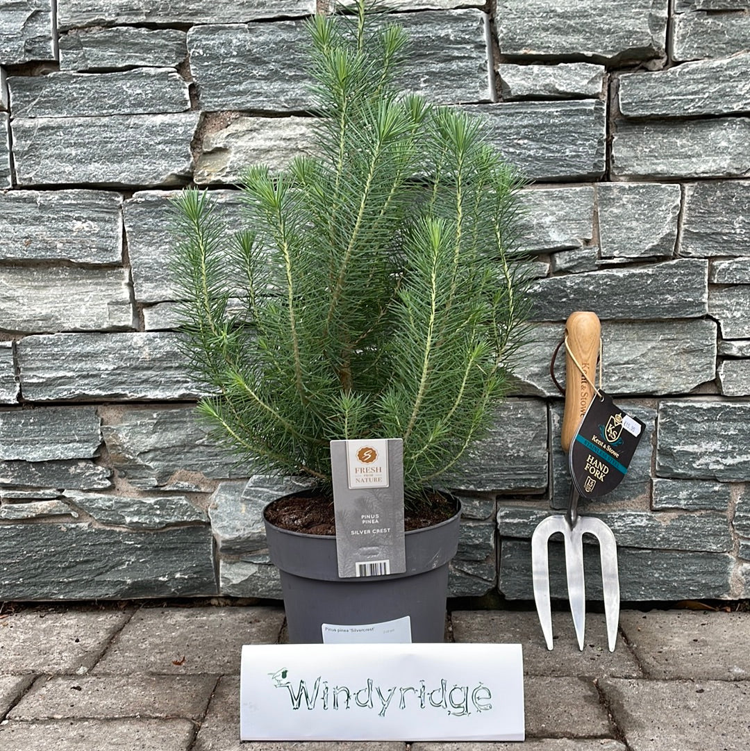 Pinus pinea Silvercrest 2 Ltr pot - Image 2