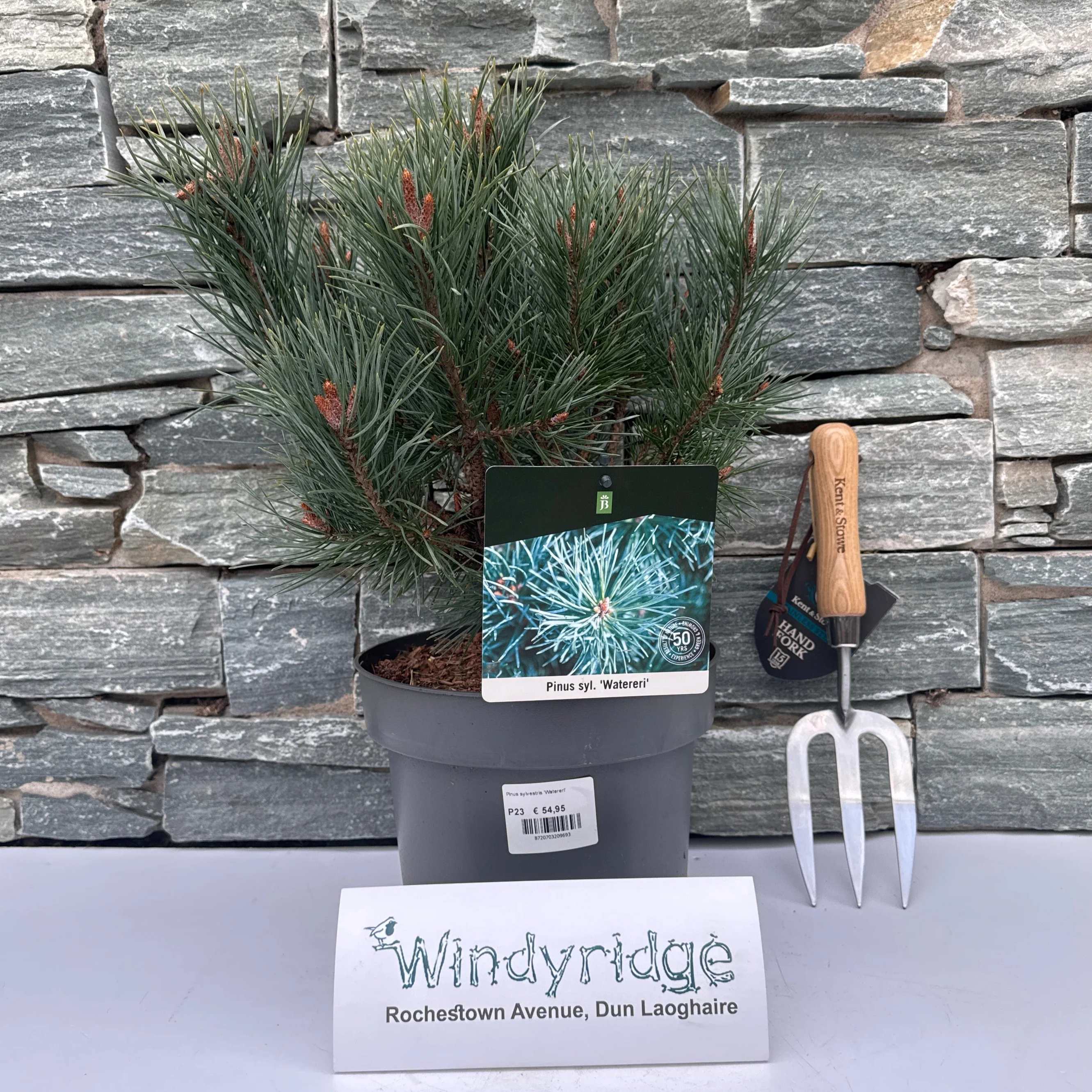Pinus sylvestris Watereri Pinus sylv. Watereri P23 Pot pressed - Image 2