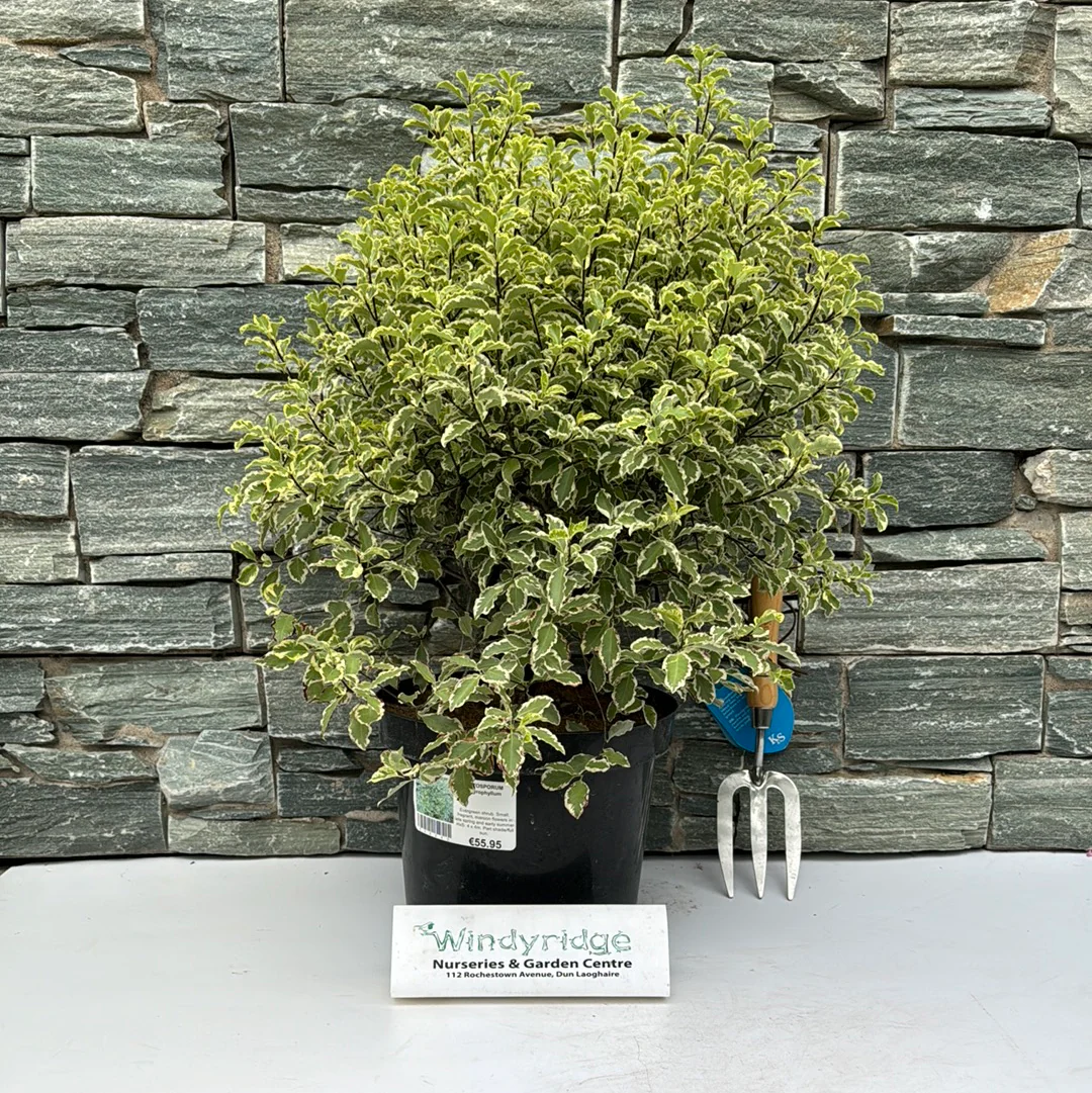 PITTOSPORUM argyrophyllum Ball - Image 2