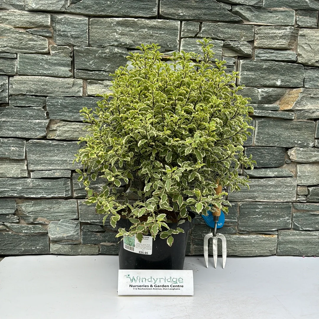 PITTOSPORUM argyrophyllum Ball - Image 3