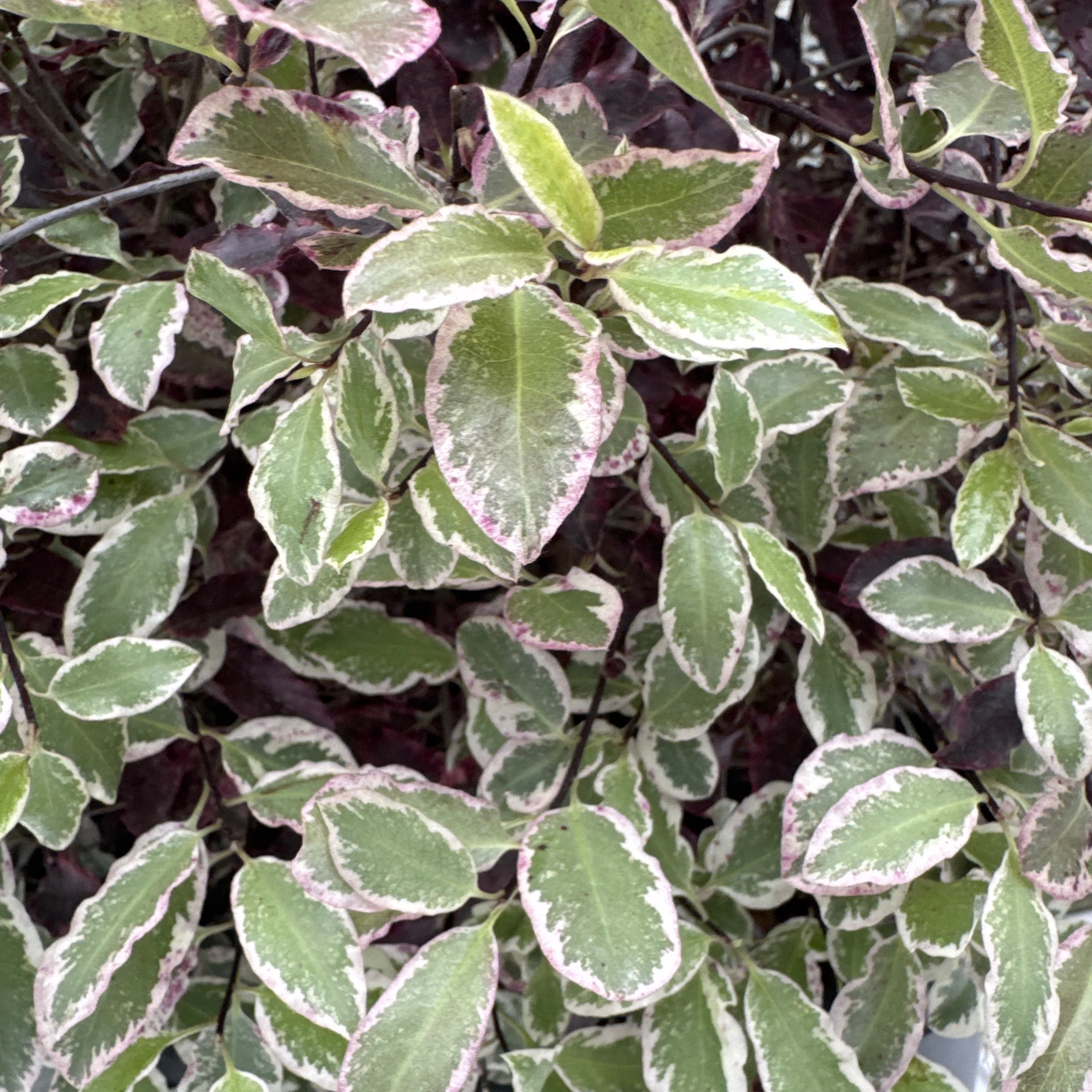 PITTOSPORUM Bannow Bay - Image 3