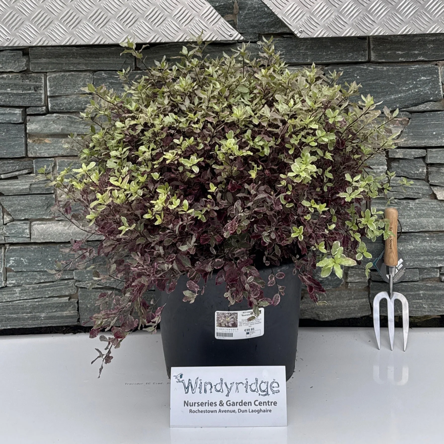 PITTOSPORUM Bannow Bay Ball - Image 2