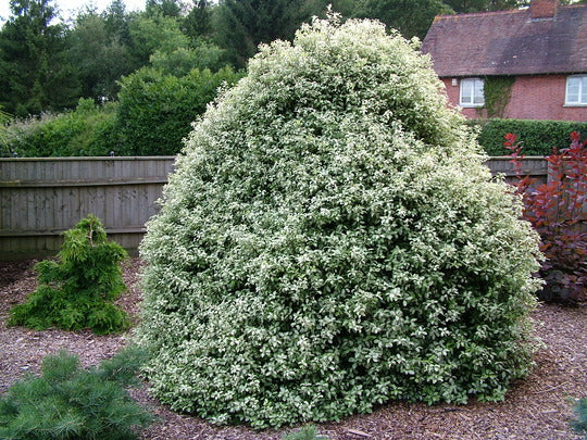 Pittosporum Irene Paterson - Image 2