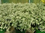 PITTOSPORUM Irene Patterson - Image 3