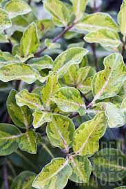 Pittosporum John Flanagan