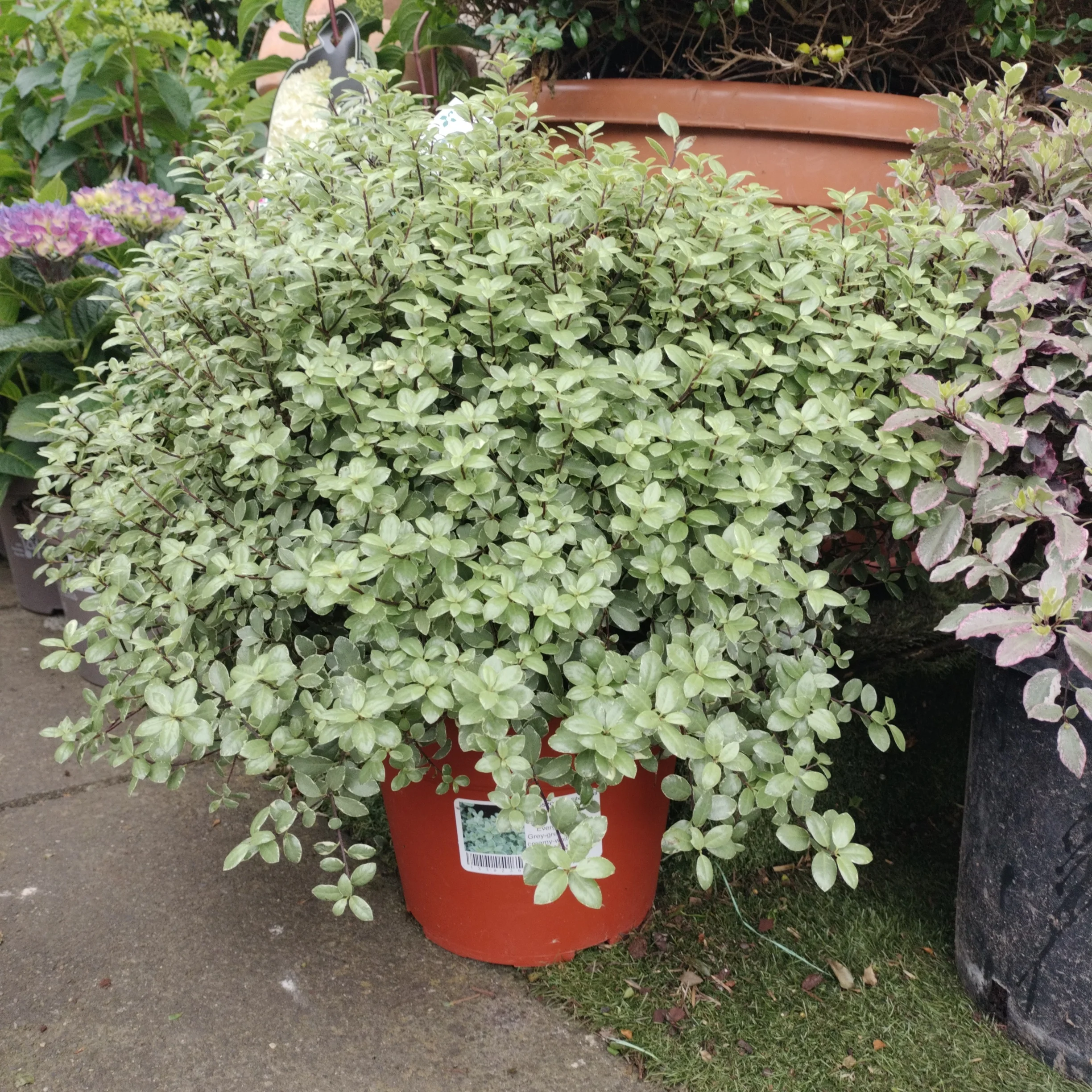 PITTOSPORUM Silver Ball