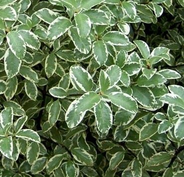 PITTOSPORUM Silver Queen