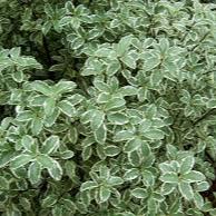 Pittosporum Silver Queen