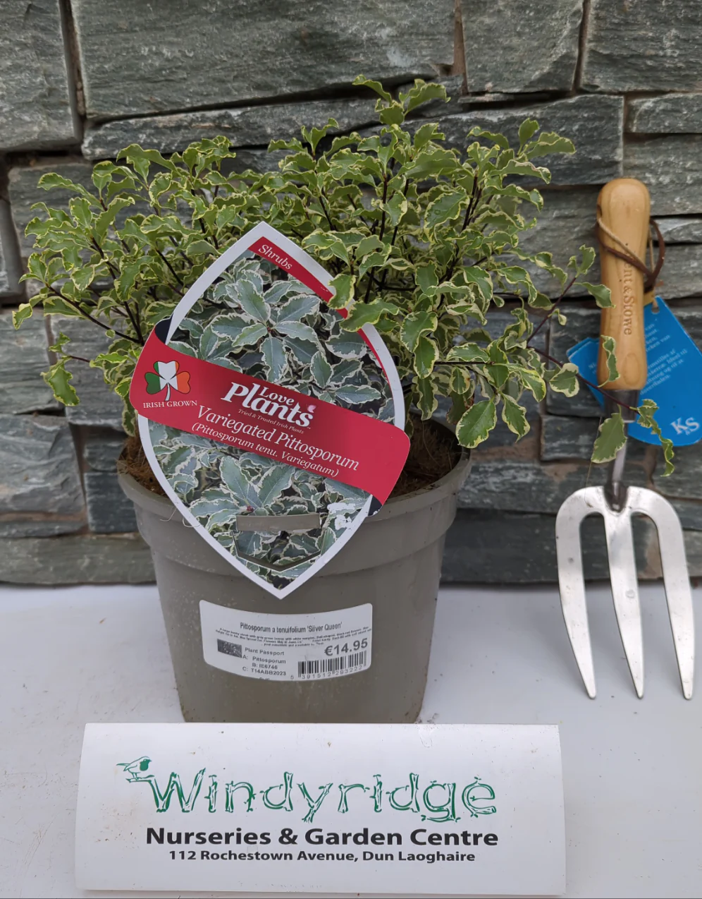 Pittosporum Silver Queen - Image 2