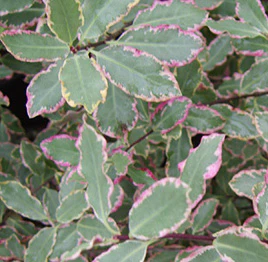 PITTOSPORUM T. ELIZABETH