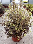 PITTOSPORUM T. TOM THUMB - Image 2