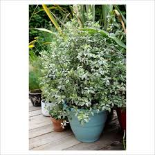 Pittosporum ten. Irene Paterson - Image 2