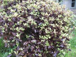 Pittosporum ten. Tom Thumb - Image 2
