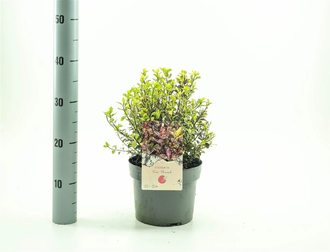 Pittosporum ten. 'Tom Thumb' 3 Ltr pot - Image 2