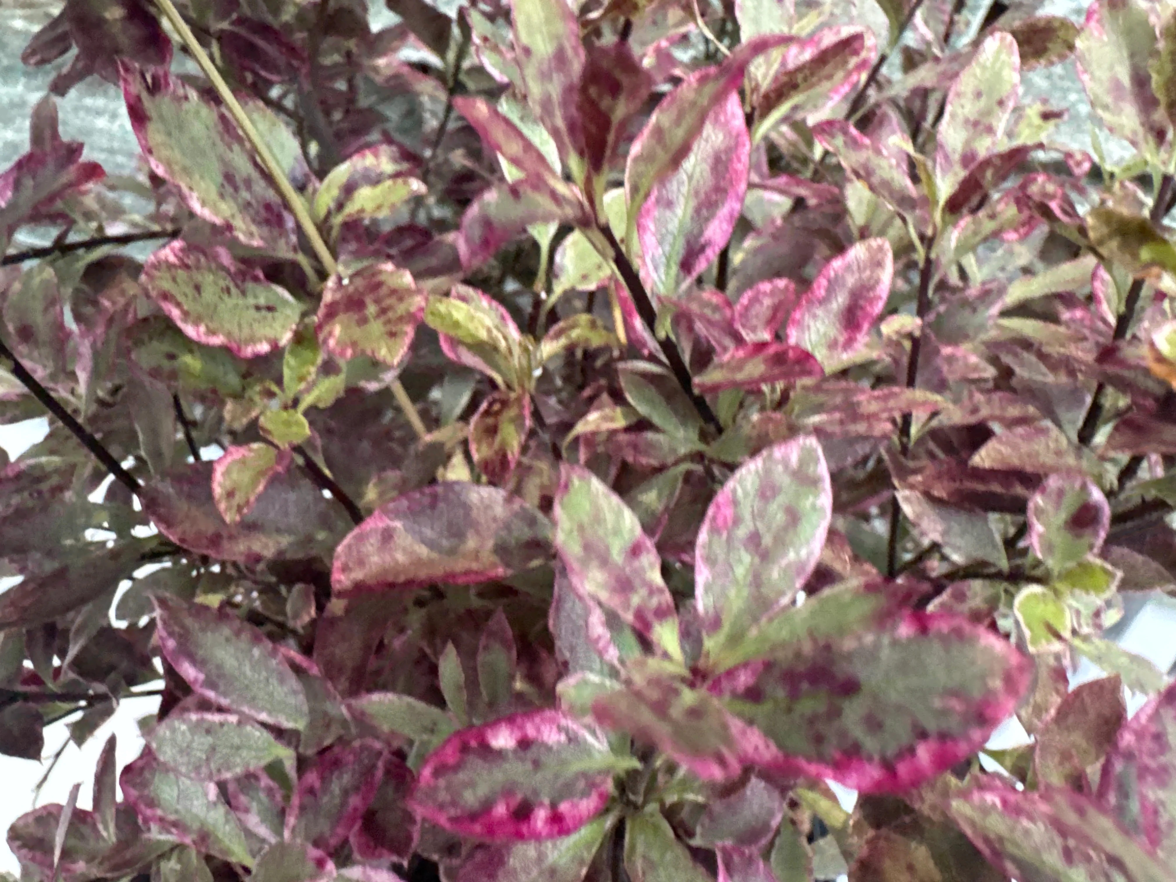 PITTOSPORUM tenu. Bannow Bay