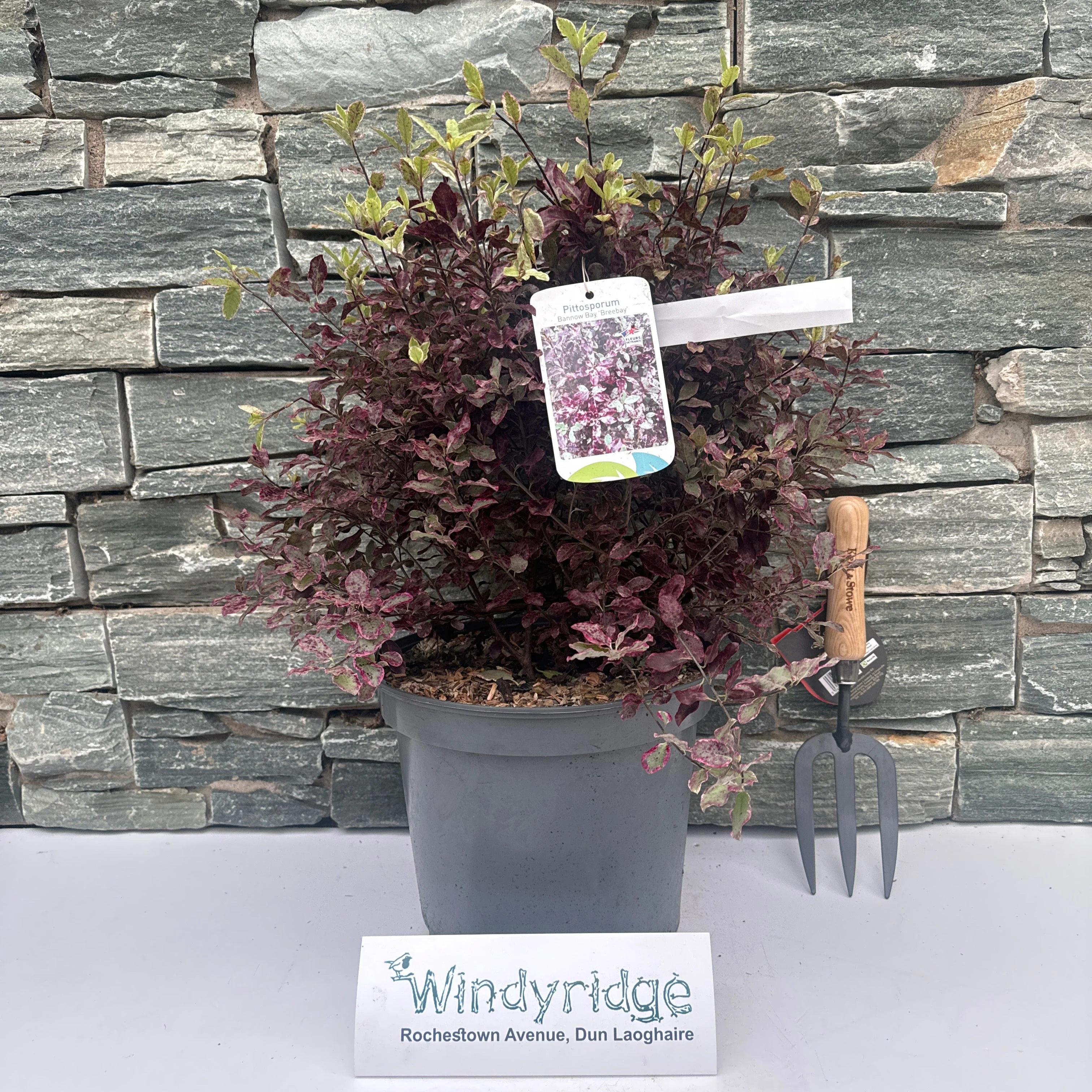PITTOSPORUM tenu.Bannow Bay 7.5L - Image 2