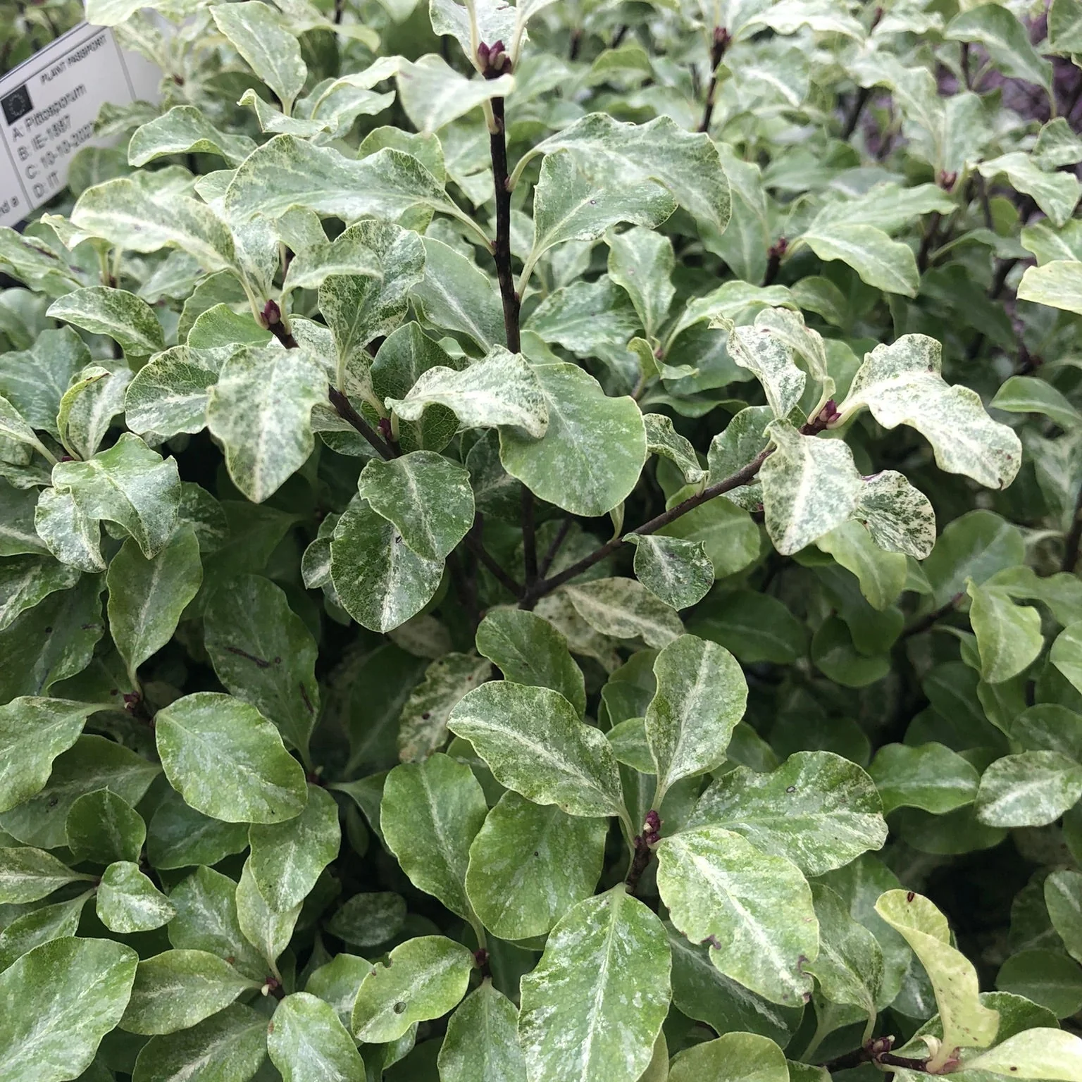 PITTOSPORUM tenu. Irene Patterson 25L