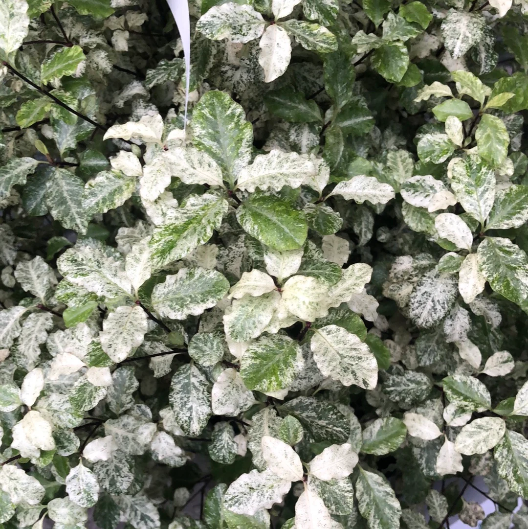 PITTOSPORUM tenu.Irene Patterson 7.5L
