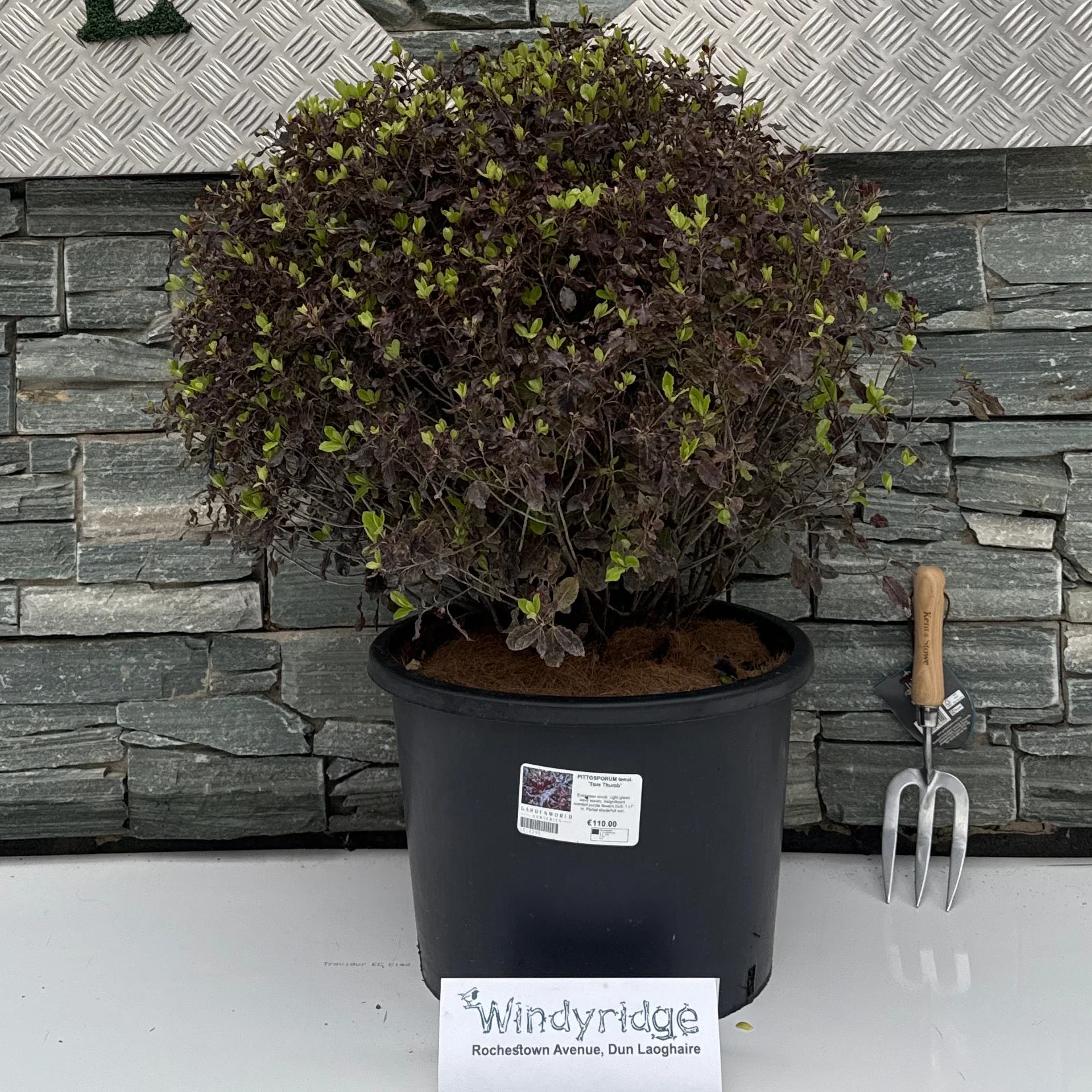 PITTOSPORUM tenui. Tom Thumb G